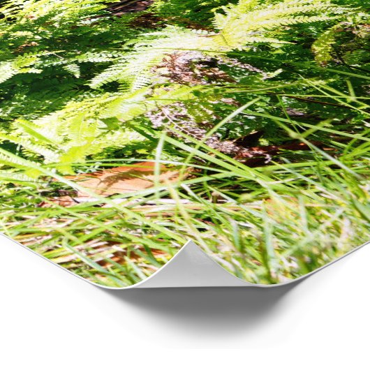 Hawaii Tree Poster (Hoek)