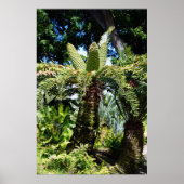 Hawaii Tree Poster (Voorkant)