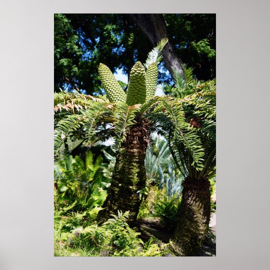 Hawaii Tree Poster (Voorkant)