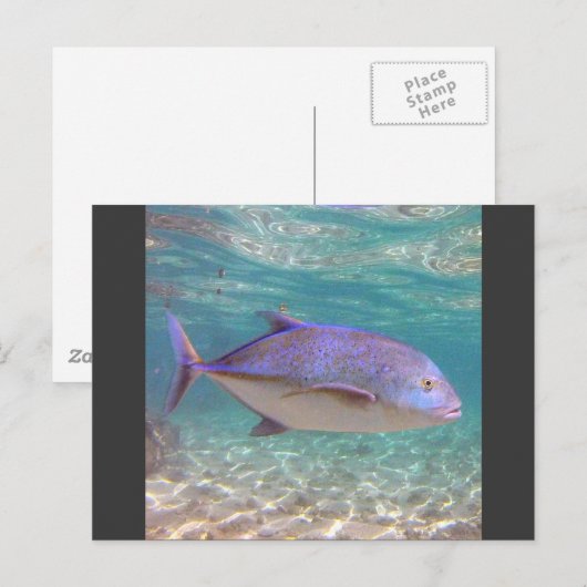 Hawaii Trevally Fish Briefkaart (Voorkant / Achterkant)