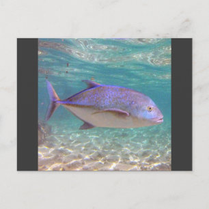 Hawaii Trevally Fish Briefkaart
