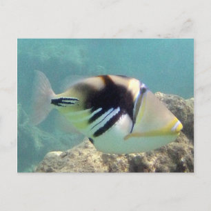 Hawaii Trigger Fish - Humuhumunukunukuapua'a Briefkaart