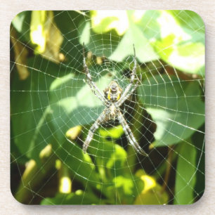 Hawaii Tropical Spinnenweb onderzetters