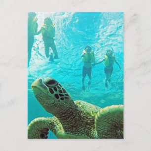 Hawaii Turtle and Snorkelers Briefkaart