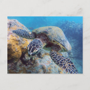 Hawaii Turtle Briefkaart