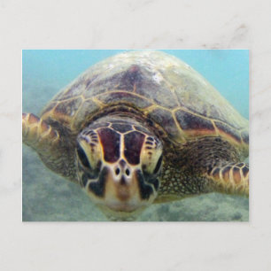 Hawaii Turtle Briefkaart