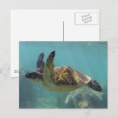 Hawaii Turtle Briefkaart (Voorkant / Achterkant)