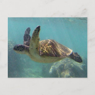 Hawaii Turtle Briefkaart