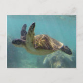Hawaii Turtle Briefkaart (Voorkant)