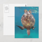 Hawaii Turtle Shell Briefkaart (Voorkant / Achterkant)