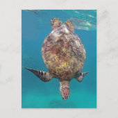 Hawaii Turtle Shell Briefkaart (Voorkant)