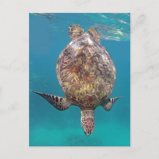Hawaii Turtle Shell Briefkaart (Voorkant)