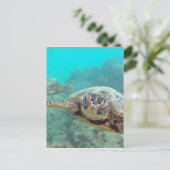 Hawaii Turtles - Honu Briefkaart (Staand voorkant)
