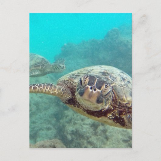 Hawaii Turtles - Honu Briefkaart (Voorkant)