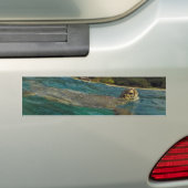 Hawaii Turtles - Honu Bumpersticker (Op auto)