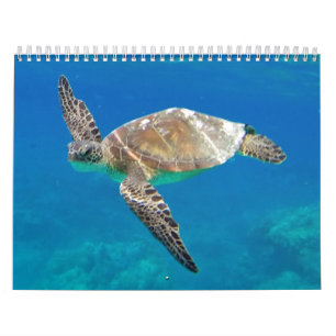 Hawaii Turtles Kalender