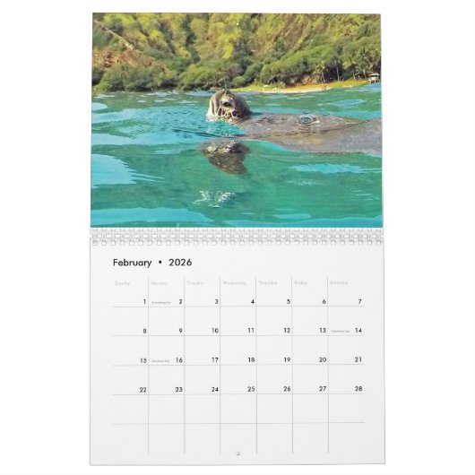 Hawaii Turtles Kalender (Feb 2026)