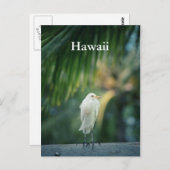 Hawaii White Heron Briefkaart (Voorkant / Achterkant)