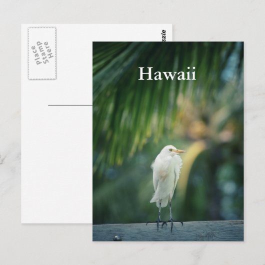 Hawaii White Heron Briefkaart (Voorkant / Achterkant)