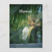 Hawaii White Heron Briefkaart (Voorkant)