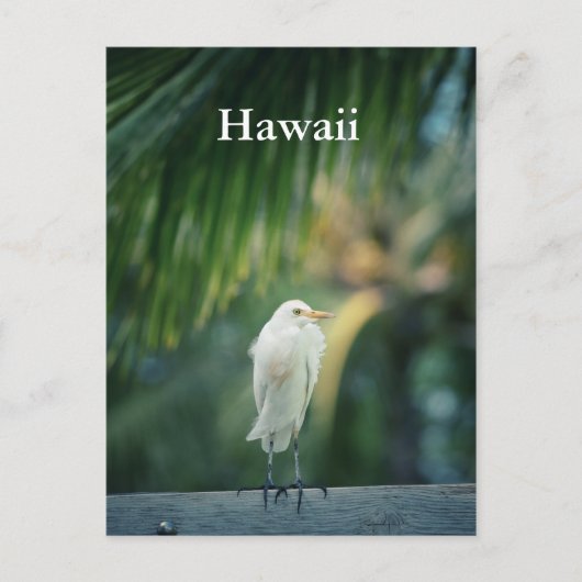 Hawaii White Heron Briefkaart (Voorkant)