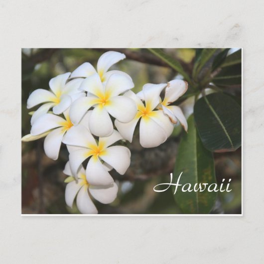 Hawaii, witte bloemen, postkaart (Voorkant)