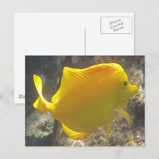 Hawaii Yellow Tang Fish Briefkaart (Voorkant / Achterkant)