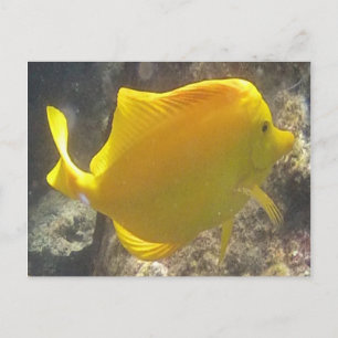 Hawaii Yellow Tang Fish Briefkaart