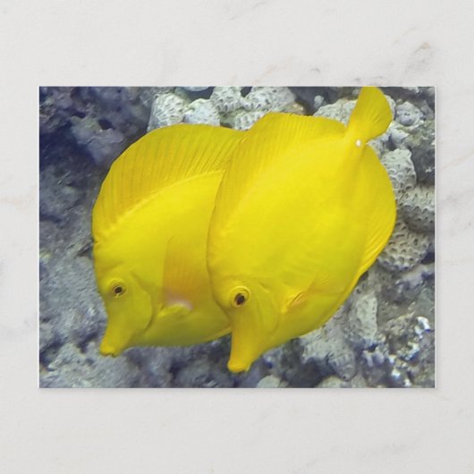 Hawaii Yellow Tang Fish Briefkaart (Voorkant)