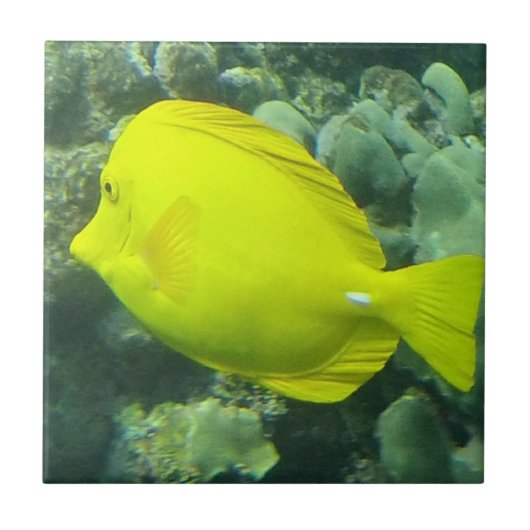 Hawaii Yellow Tang - Lau'i Pala Tegeltje (Voorkant)
