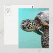 Hawaii Zee Turtle Briefkaart (Voorkant / Achterkant)