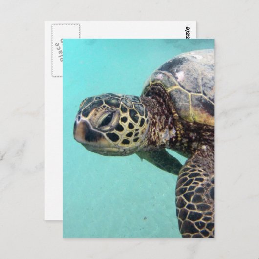 Hawaii Zee Turtle Briefkaart (Voorkant / Achterkant)