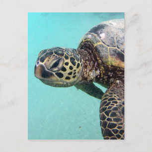 Hawaii Zee Turtle Briefkaart