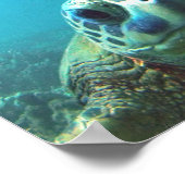 Hawaii Zee Turtle Poster (Hoek)
