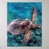 Hawaii Zee Turtle Poster (Voorkant)
