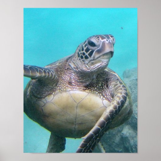 Hawaii Zee Turtle Poster (Voorkant)