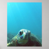 Hawaii Zee Turtle Poster (Voorkant)