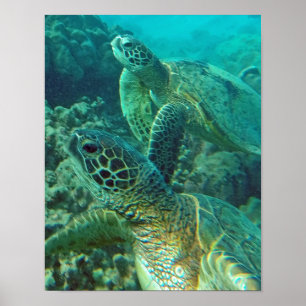Hawaii Zee Turtle Poster