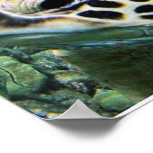 Hawaii Zee Turtle Poster (Hoek)