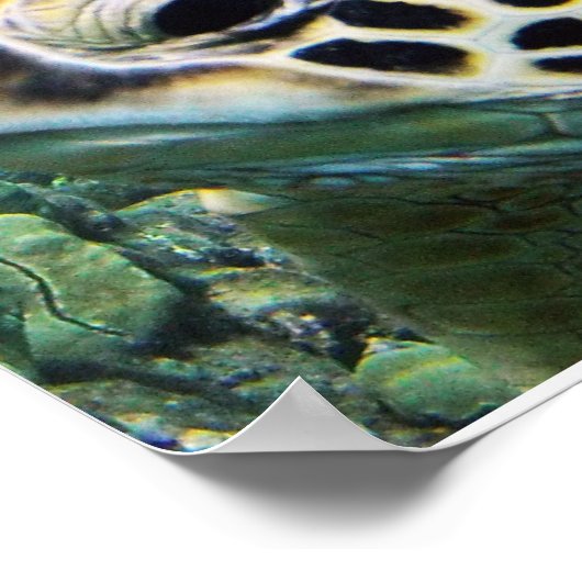 Hawaii Zee Turtle Poster (Hoek)