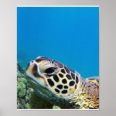 Hawaii Zee Turtle Poster (Voorkant)