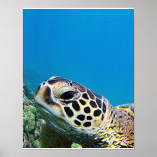 Hawaii Zee Turtle Poster