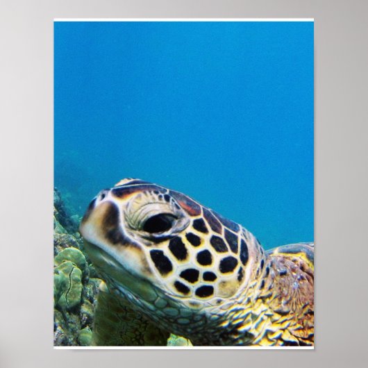Hawaii Zee Turtle Poster (Voorkant)