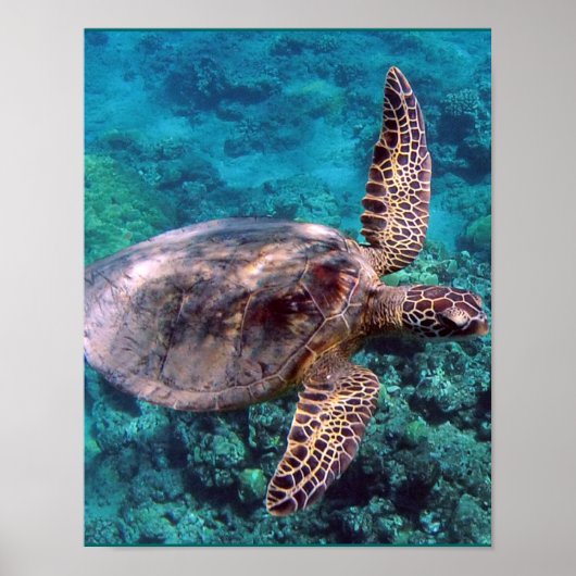 Hawaii Zee Turtle Poster (Voorkant)
