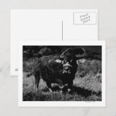 HawaiiA WaterbuffelfotoHawaii Briefkaart (Voorkant / Achterkant)
