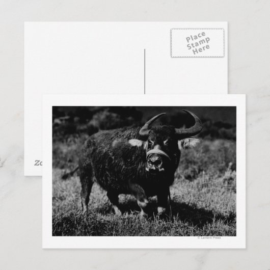 HawaiiA WaterbuffelfotoHawaii Briefkaart (Voorkant / Achterkant)