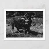 HawaiiA WaterbuffelfotoHawaii Briefkaart (Voorkant)