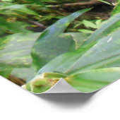 Hawaiiaans regenwoud poster (Hoek)