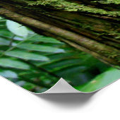 Hawaiiaans regenwoud poster (Hoek)