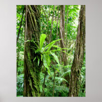 Hawaiiaans regenwoud